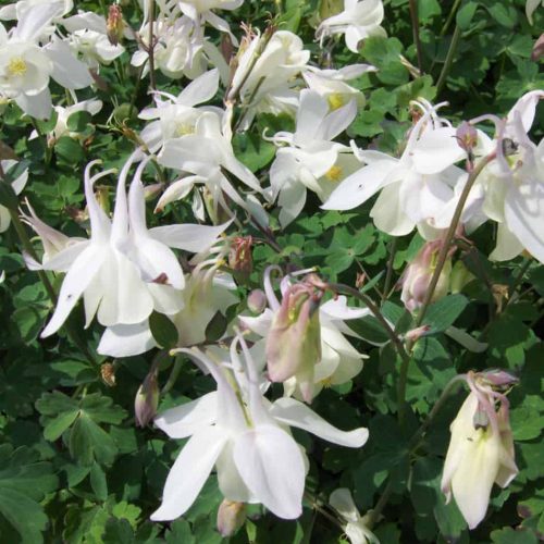 Fehér harangláb - Aquilegia caerulea 'Spring Magic White'