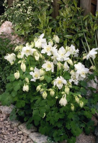 Fehér harangláb - Aquilegia caerulea 'Spring Magic White'