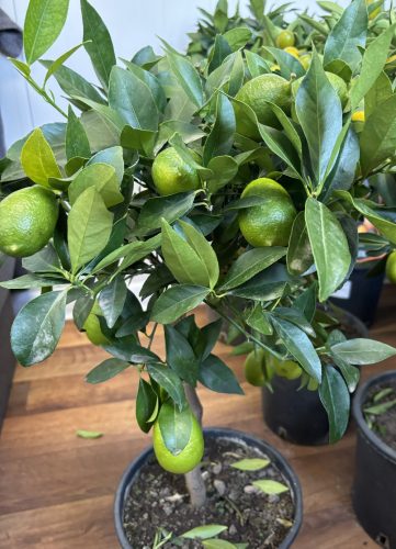 Citrus Limequat