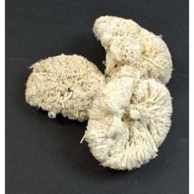 Buksi virág - fehérített