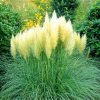 Törpe pampafű - Cortaderia selloana 'Pumila' Cs13