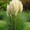 Törpe pampafű - Cortaderia selloana 'Pumila' Cs13