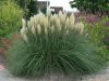 Törpe pampafű - Cortaderia selloana 'Pumila' Cs13