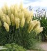 Törpe pampafű - Cortaderia selloana 'Pumila' Cs13