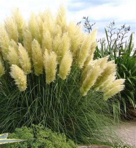 Törpe pampafű - Cortaderia selloana 'Pumila' Cs13