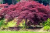 Japán juhar - Acer palmatum "Crimson Queen"