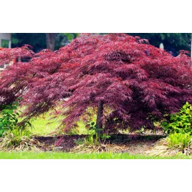 Japán juhar - Acer palmatum "Crimson Queen"