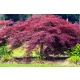 Japán juhar - Acer palmatum "Crimson Queen"