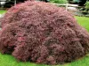 Japán juhar - Acer palmatum "Crimson Queen"