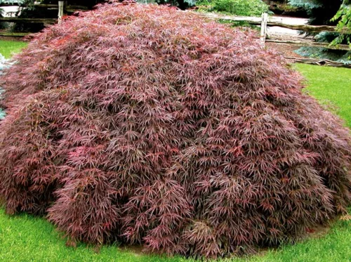 Japán juhar - Acer palmatum "Crimson Queen"