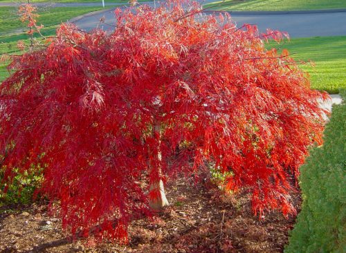 Japán juhar - Acer palmatum "Crimson Queen"
