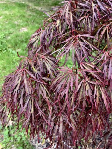 Japán juhar - Acer palmatum "Crimson Queen"