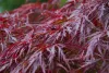 Japán juhar - Acer palmatum "Crimson Queen"