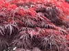 Japán juhar - Acer palmatum "Crimson Queen"