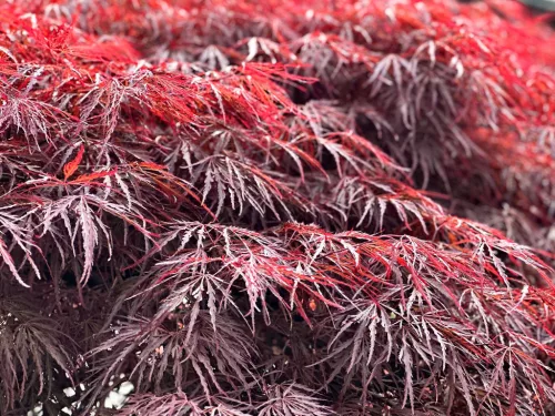 Japán juhar - Acer palmatum "Crimson Queen"