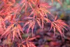 Japán juhar - Acer palmatum "Crimson Queen"