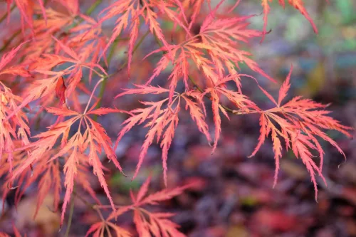 Japán juhar - Acer palmatum "Crimson Queen"