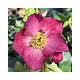 Hunyor - Helleborus Winter Ballet "Karli"