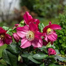 Hunyor - Helleborus Winter Ballet "Karli"