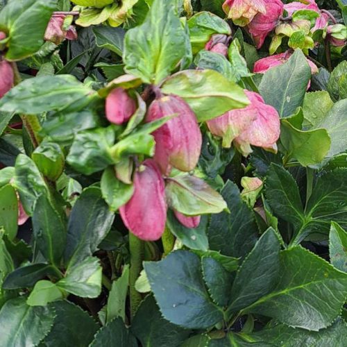 Hunyor - Helleborus Winter Ballet "Karli"