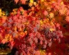 Japán juhar - Acer palmatum "Artic Jade