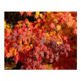 Japán juhar - Acer palmatum "Artic Jade