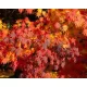 Japán juhar - Acer palmatum "Artic Jade