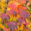 Japán juhar - Acer palmatum "Artic Jade