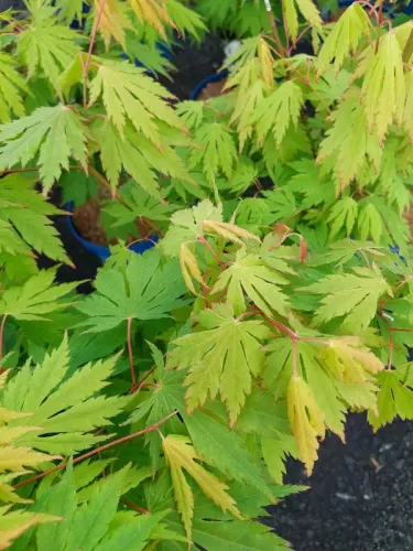 Japán juhar - Acer palmatum "Artic Jade