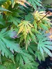 Japán juhar - Acer palmatum "Artic Jade