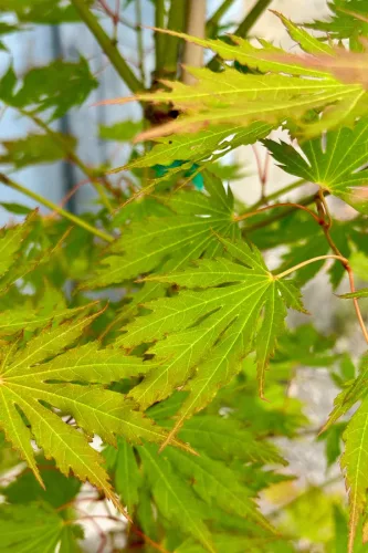 Japán juhar - Acer palmatum "Artic Jade