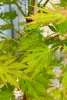 Japán juhar - Acer palmatum "Artic Jade