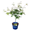 Japán juhar - Acer palmatum "Artic Jade