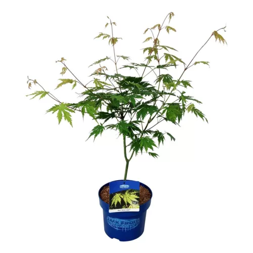 Japán juhar - Acer palmatum "Artic Jade
