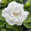Gardénia - Gardenia jasminoides "Double Diamonds"