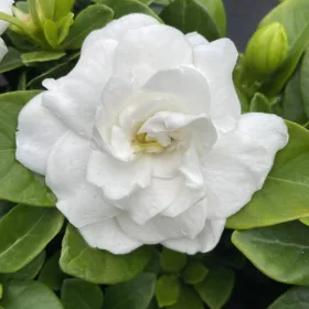 Gardénia - Gardenia jasminoides "Double Diamonds"