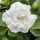 Gardénia - Gardenia jasminoides "Double Diamonds"