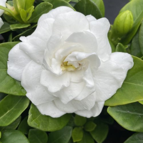 Gardénia - Gardenia jasminoides "Double Diamonds"