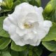 Gardénia - Gardenia jasminoides "Double Diamonds"
