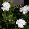 Gardénia - Gardenia jasminoides "Double Diamonds"