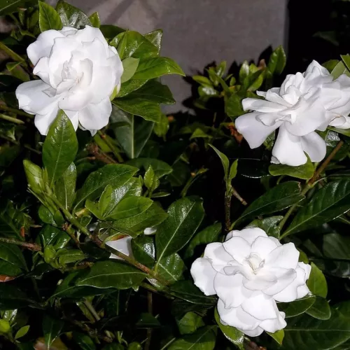 Gardénia - Gardenia jasminoides "Double Diamonds"
