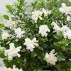 Gardénia - Gardenia jasminoides "Double Diamonds"