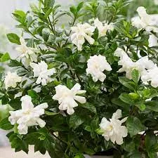Gardénia - Gardenia jasminoides "Double Diamonds"