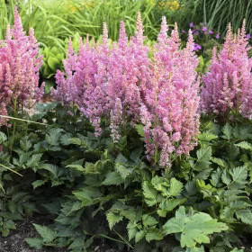 Tollbuga - Astilbe chinensis ' Vision in Pink'