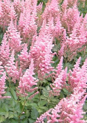 Tollbuga - Astilbe chinensis ' Vision in Pink'