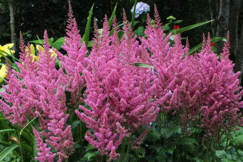 Tollbuga - Astilbe chinensis ' Vision in Pink'