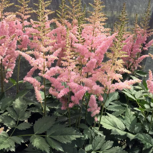 Tollbuga - Astilbe chinensis ' Vision in Pink'