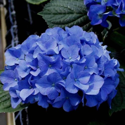 Kerti hortenzia - Hydrangea macrophylla 'Adria"