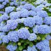 Kerti hortenzia - Hydrangea macrophylla 'Adria"