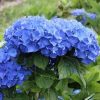 Kerti hortenzia - Hydrangea macrophylla 'Adria"